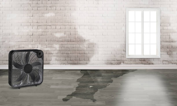Best 24-hour water damage restoration  in Belhaven, NC